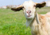Will Transgenic Goats Make More Medicines in South Africa?