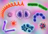 In Microbiome Therapeutics Manufacturing, Winning Extremophile/Additive Combos Found