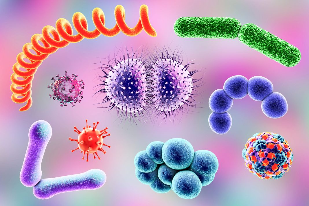 Microbes
